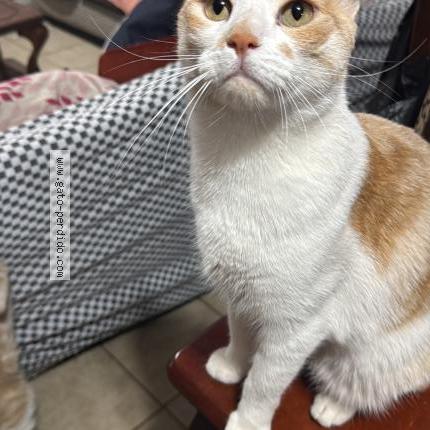 Photo 1/1 Lorenzo Chat lost in Santiago