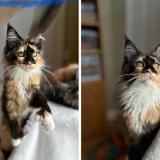 Picture of cat lost at St Jerome