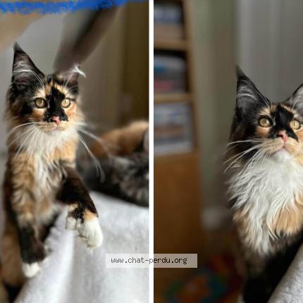 Photo 1/1 KOKO Mademoiselle Chat lost in St jerome