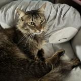 Picture of cat lost at Sainte Clotilde