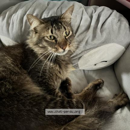 Photo 1/1 Robin Chat lost in Sainte clotilde