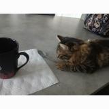 Picture of cat lost at Le Breuil