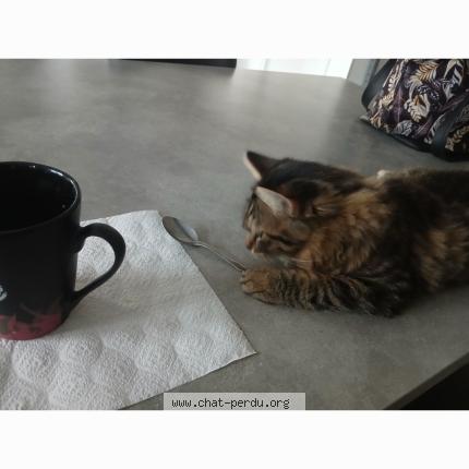 Photo 1/1 Aladin Chat lost in Le breuil