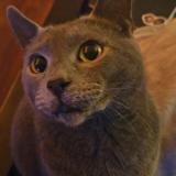 Picture of cat lost at Surrey