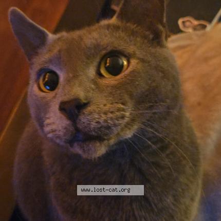 Photo 1/1 Bugsy Chat lost in Surrey