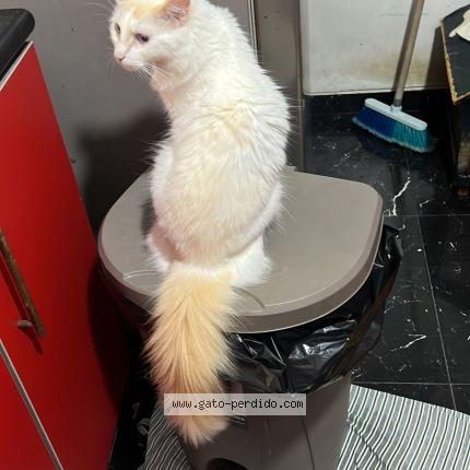 Photo 1/1 Snow Chat lost in Guayaquil