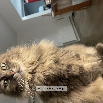 Photo 1/1 Haribo Chat lost in Lille