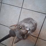 Picture of cat found at La Sure En Chartreuse