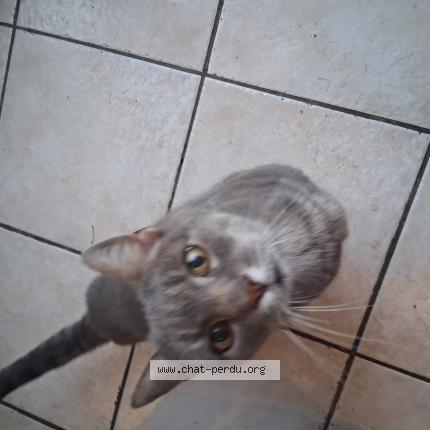 Photo 1/1 Found cat Found in La sure en chartreuse