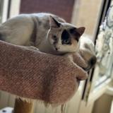 Picture of cat lost at Montfaucon