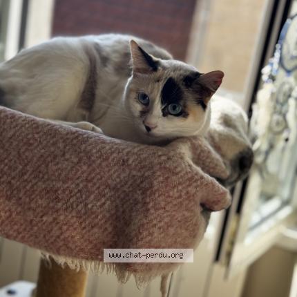 Photo 1/1 Pomme Chat lost in Montfaucon