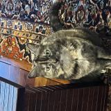 Picture of cat lost at Plaisance Du Touch