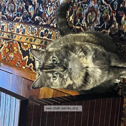 Photo 1/1 minou Chat lost in Plaisance du touch