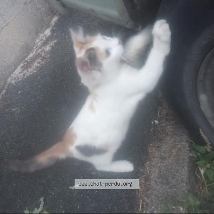 Photo 1/1 Ticha Chat lost in Chateauroux