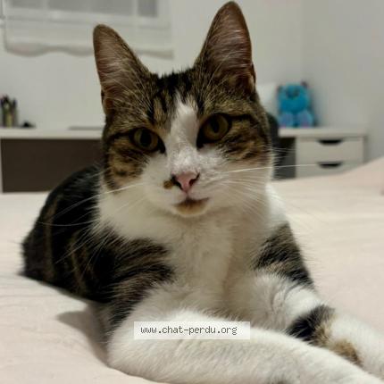 Photo 1/1 Mina Chat lost in Caudan