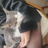 Picture of cat found at Montpellier