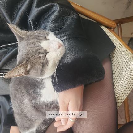 Photo 1/1 Found cat Found in Montpellier