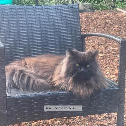 Photo 1/1 Reunited cat Lost in Berlin