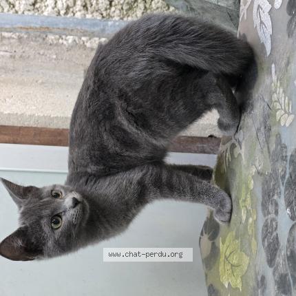 Photo 1/1 Duman Chat lost in Drancy