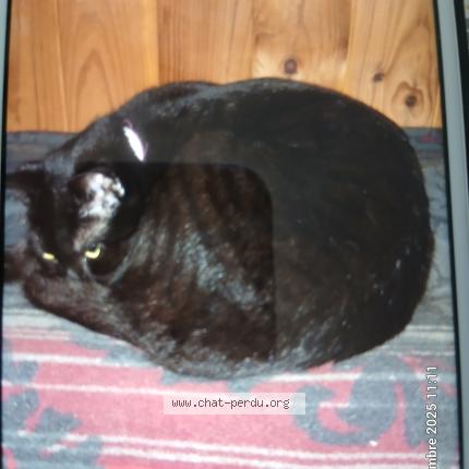 Photo 1/1 Bianca Chat lost in Blet