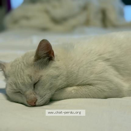 Photo 1/1 Fulgar Chat lost in Pecrot