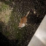 Picture of cat found at Saint Lothain