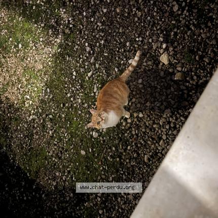 Photo 1/1 Found cat Found in Saint lothain