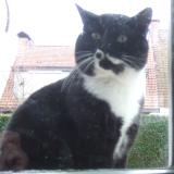 Picture of cat found at Tourcoing