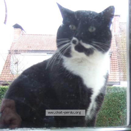 Photo 1/1 Found cat Found in Tourcoing