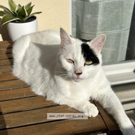 Photo 1/1 PIRATE Chat lost in Savignyle temple