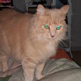 Picture of cat lost at Domerat