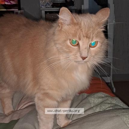 Photo 1/1 Tic Chat lost in Domerat