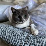 Picture of cat lost at Villejust