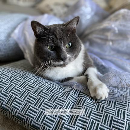 Photo 1/1 Chet Chat lost in Villejust