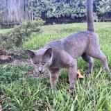 Picture of cat lost at Belle Chasse