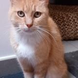 Picture of cat lost at Ougree Seraing