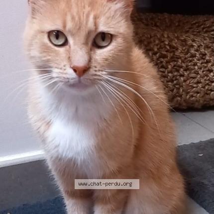 Photo 1/1 ANNA Chat lost in Ougree seraing