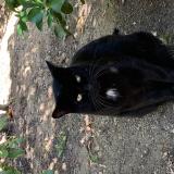 Picture of cat found at Mandelieu La Napoule