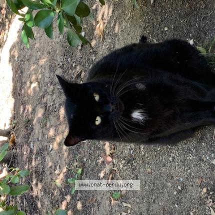 Photo 1/1 Found cat Found in Mandelieu la napoule