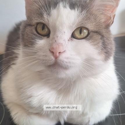 Photo 1/1 Lorline Chat lost in Stains