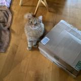 Picture of cat lost at Laval