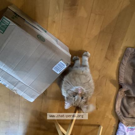 Photo 1/1 Bouboul Chat lost in Laval