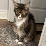 Picture of cat lost at Fenwick