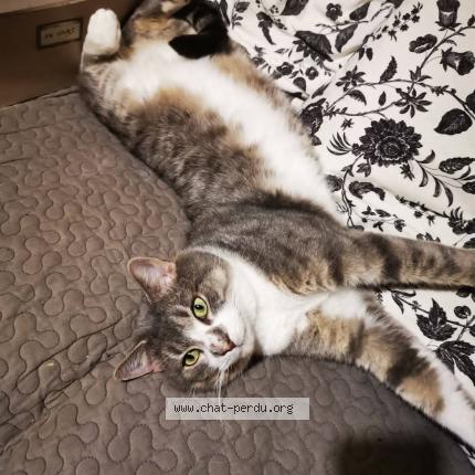 Photo 1/1 Gandalf Chat lost in Bully