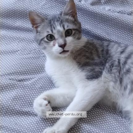 Photo 1/1 EVELYNE GAILLARD Chat lost in Clermont fd