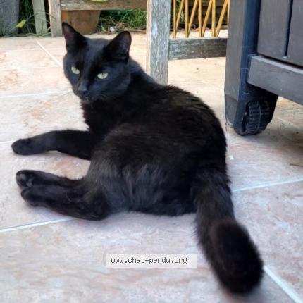 Photo 1/1 T'CHALLA Chat lost in Esclassan labastide