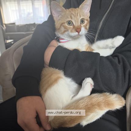 Photo 1/1 Cat reunited Found in Denain