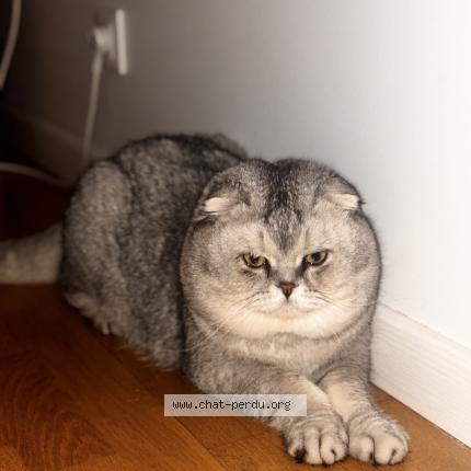 Photo 1/1 Duman Chat lost in Sarcelles