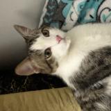 Picture of cat found at Nantes