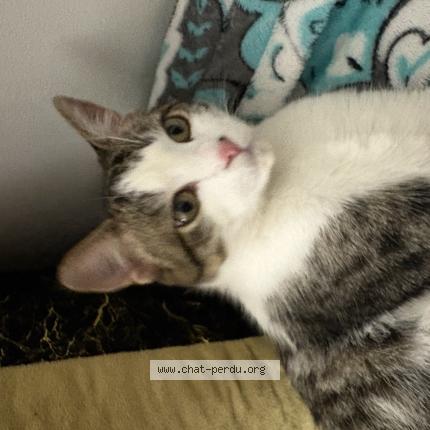 Photo 1/1 Found cat Found in Nantes